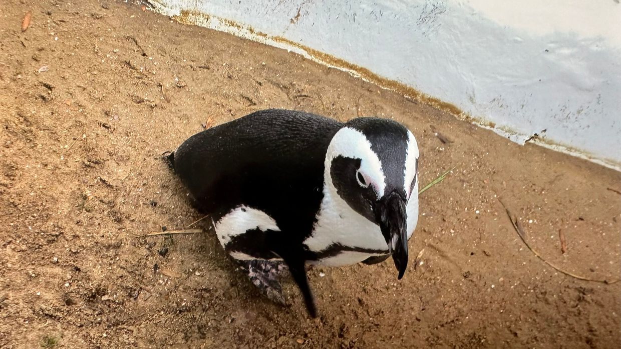 Besuch des Aachener Tierparks